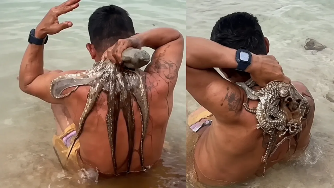 Octopus “rides” swimming swimmer in Egypt (video)
