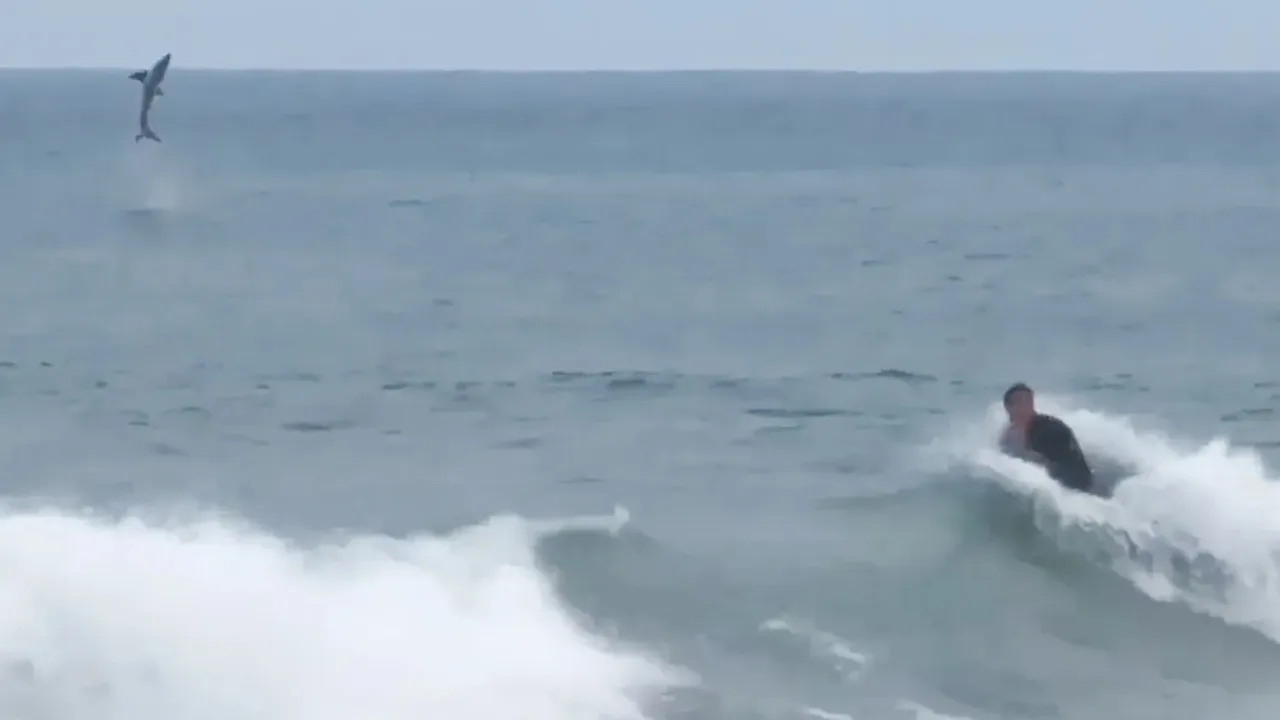 Riesiger Weißhai springt hinter ahnungslosem Surfer aus dem Wasser
