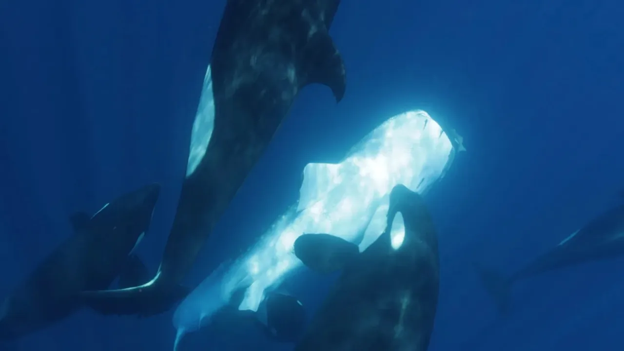 Orcas Show Terrifying Hunting Method Caught on Camera for the First Time