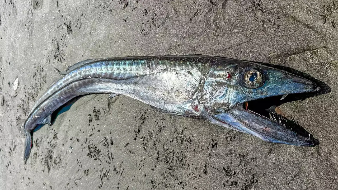 Creature with Intact Prey in Its Stomach Washes Ashore
