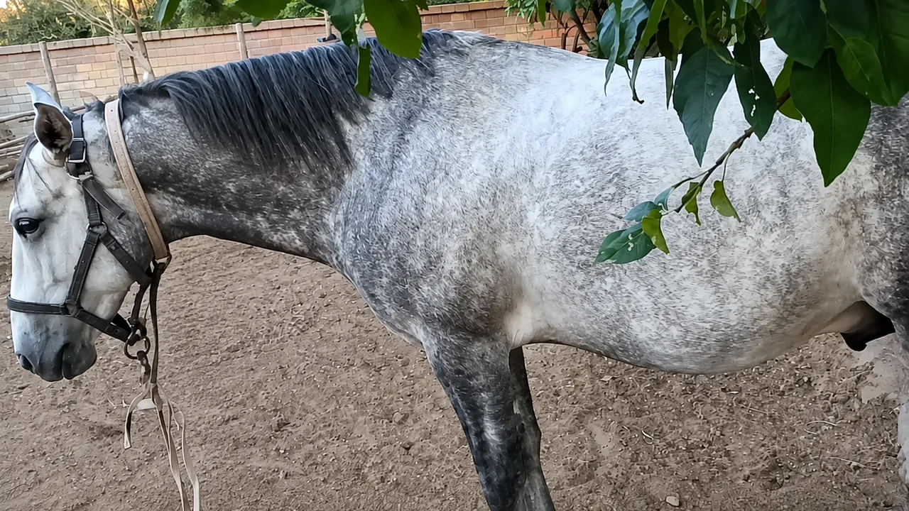 A gold tooth was fitted on a horse: video sparks discussion on social media