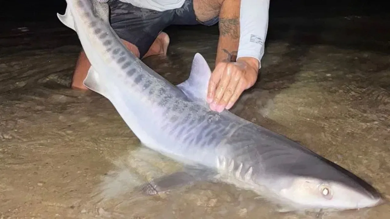 Scientists Stunned as Dangerous Tiger Shark Appears in New Territory