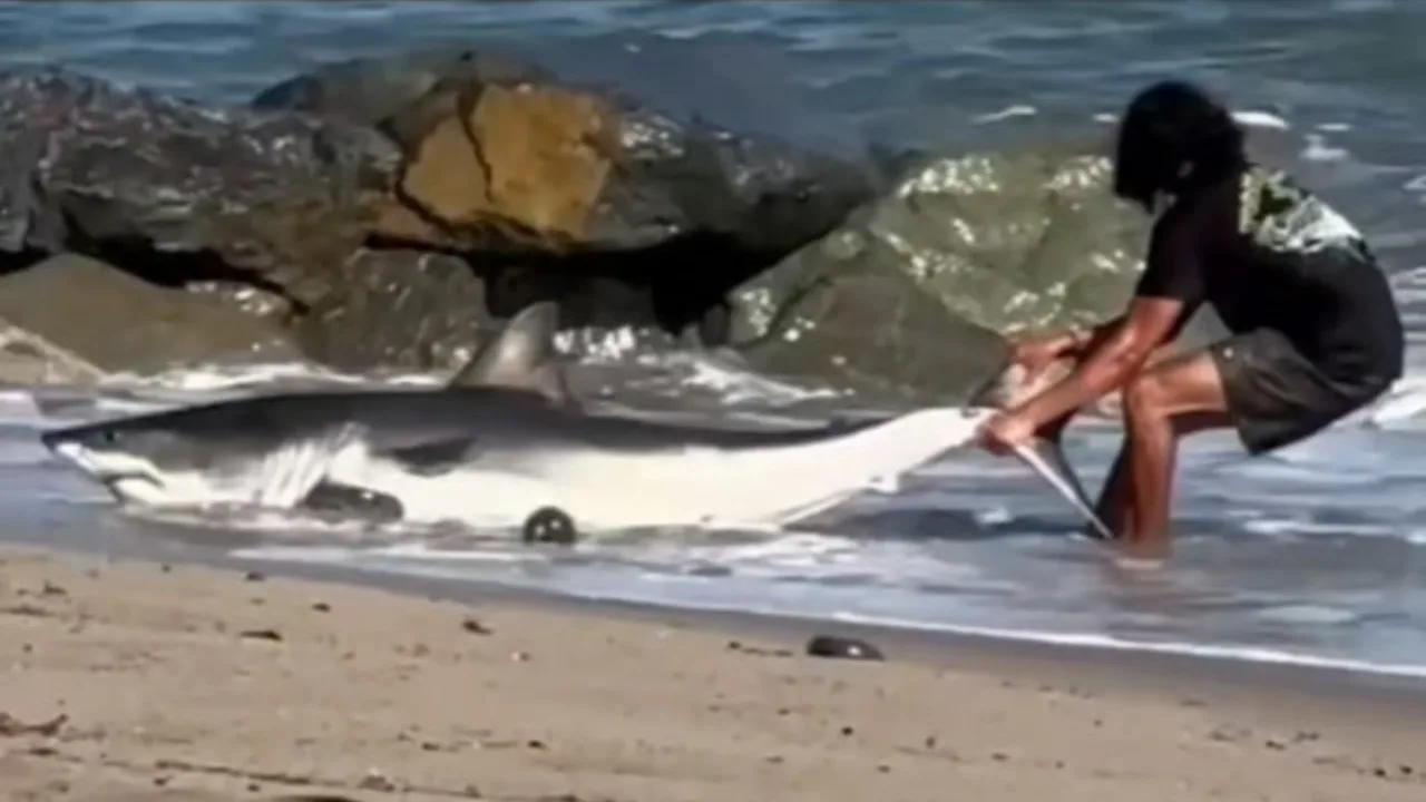 Beached Shark Returned to the Ocean