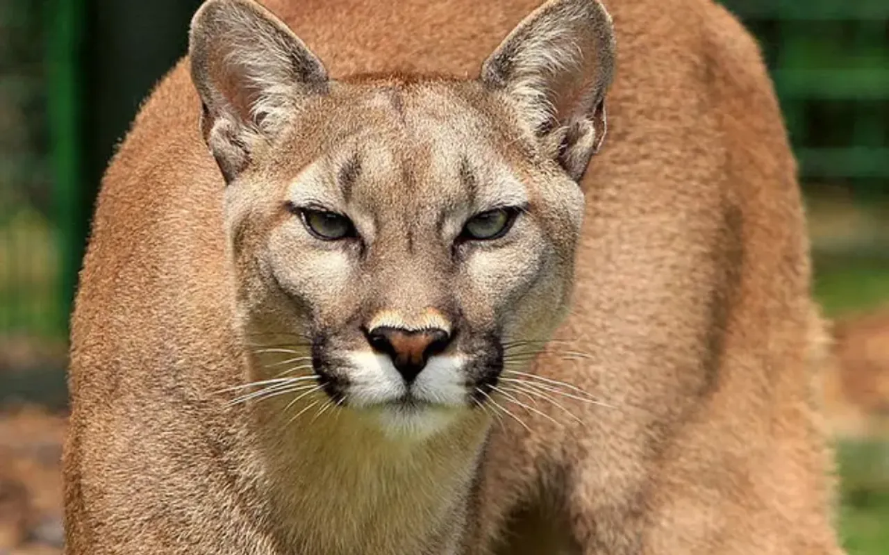 Mountain Lion Attack Kills Woman: First Tragedy Since 1999