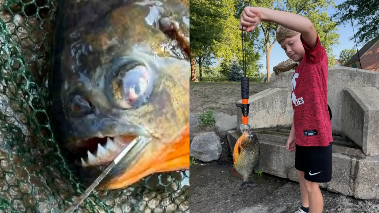 8-year-old boy catches terrifying predatory fish while fishing