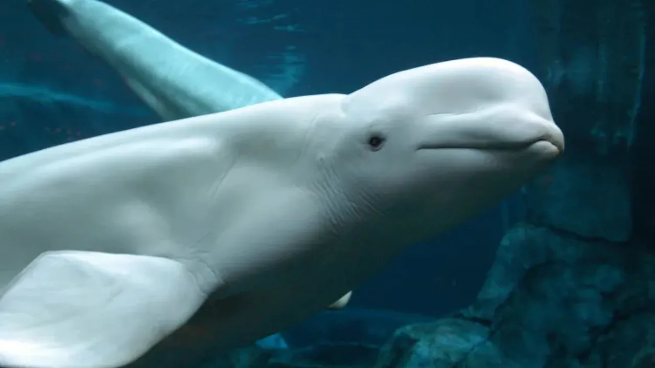 Notrettung von 30 Beluga-Walen in Euthanasiegefahr