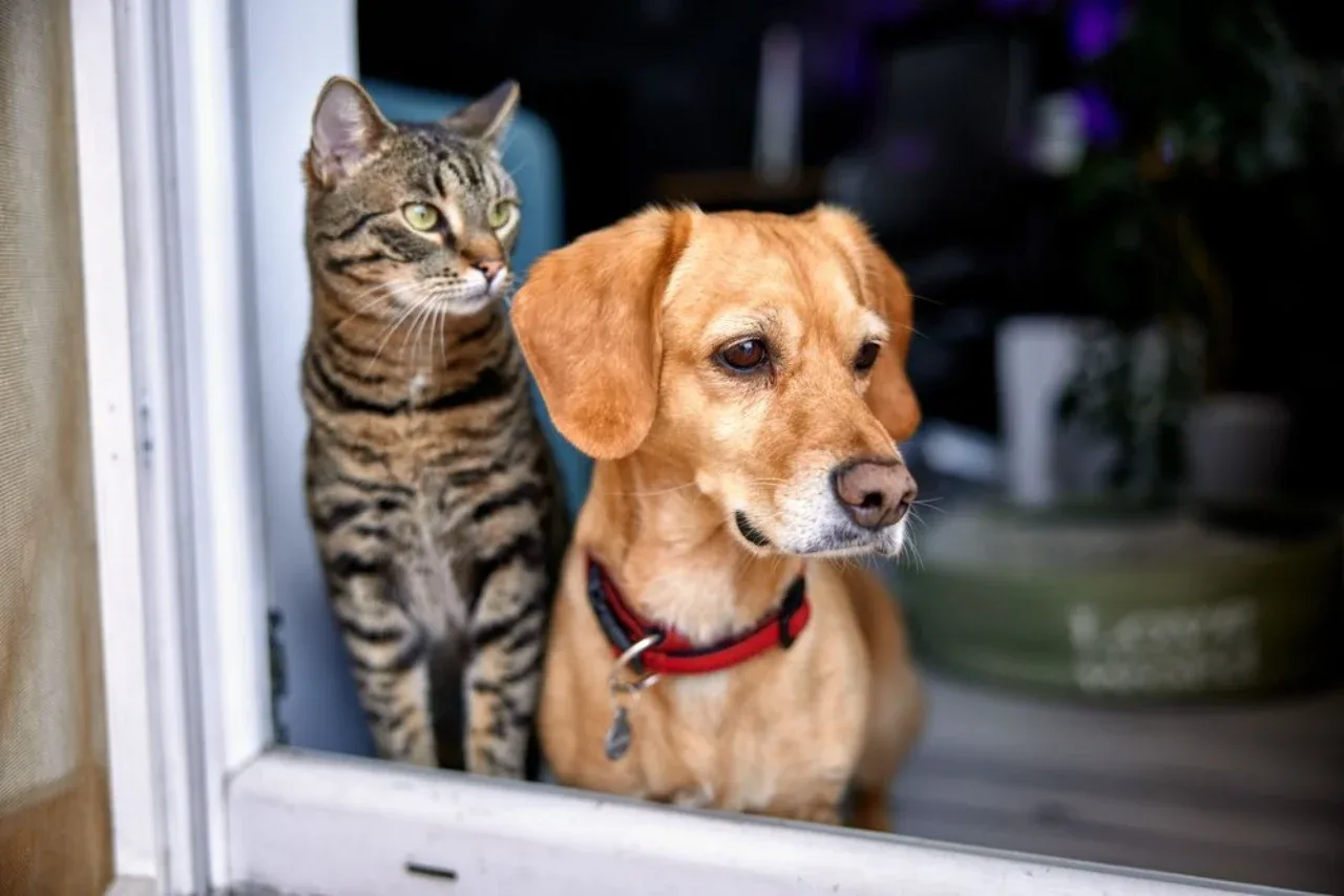 New law comes into force: Dogs, cats and livestock to be registered