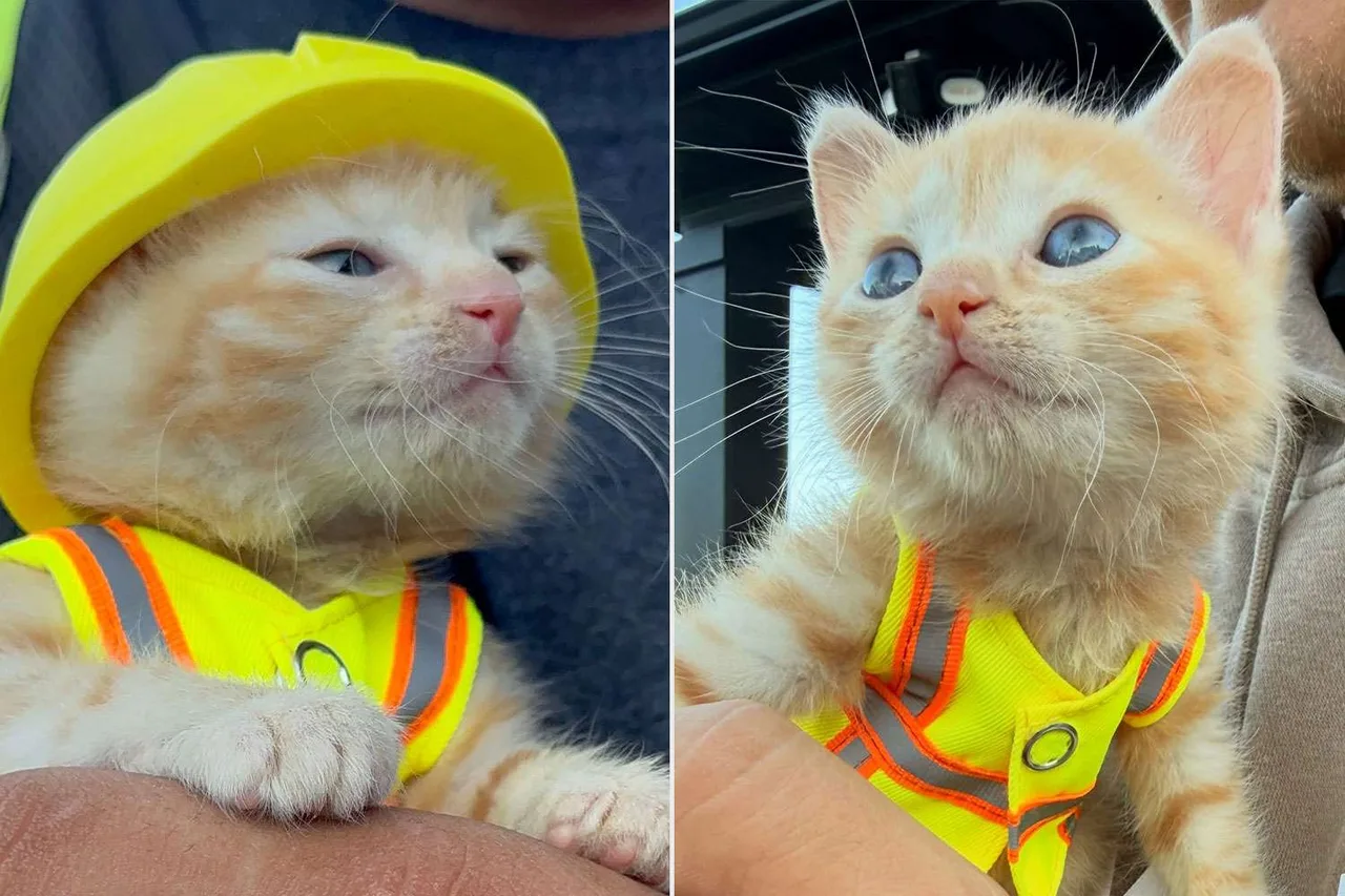 The New 'Assistant' for Construction Workers: How a Kitten Became a Viral Sensation