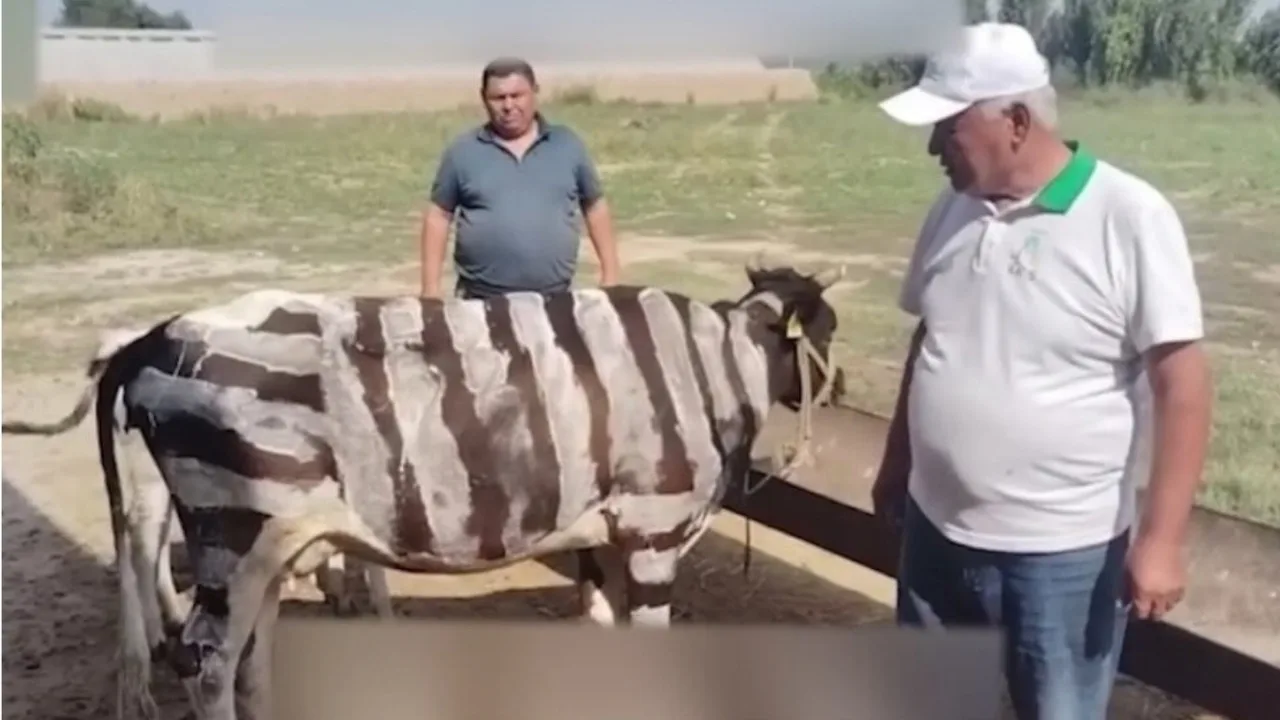 Нега айрим фермерлар қорамолларга зебраникидек чизиқлар туширмоқда?