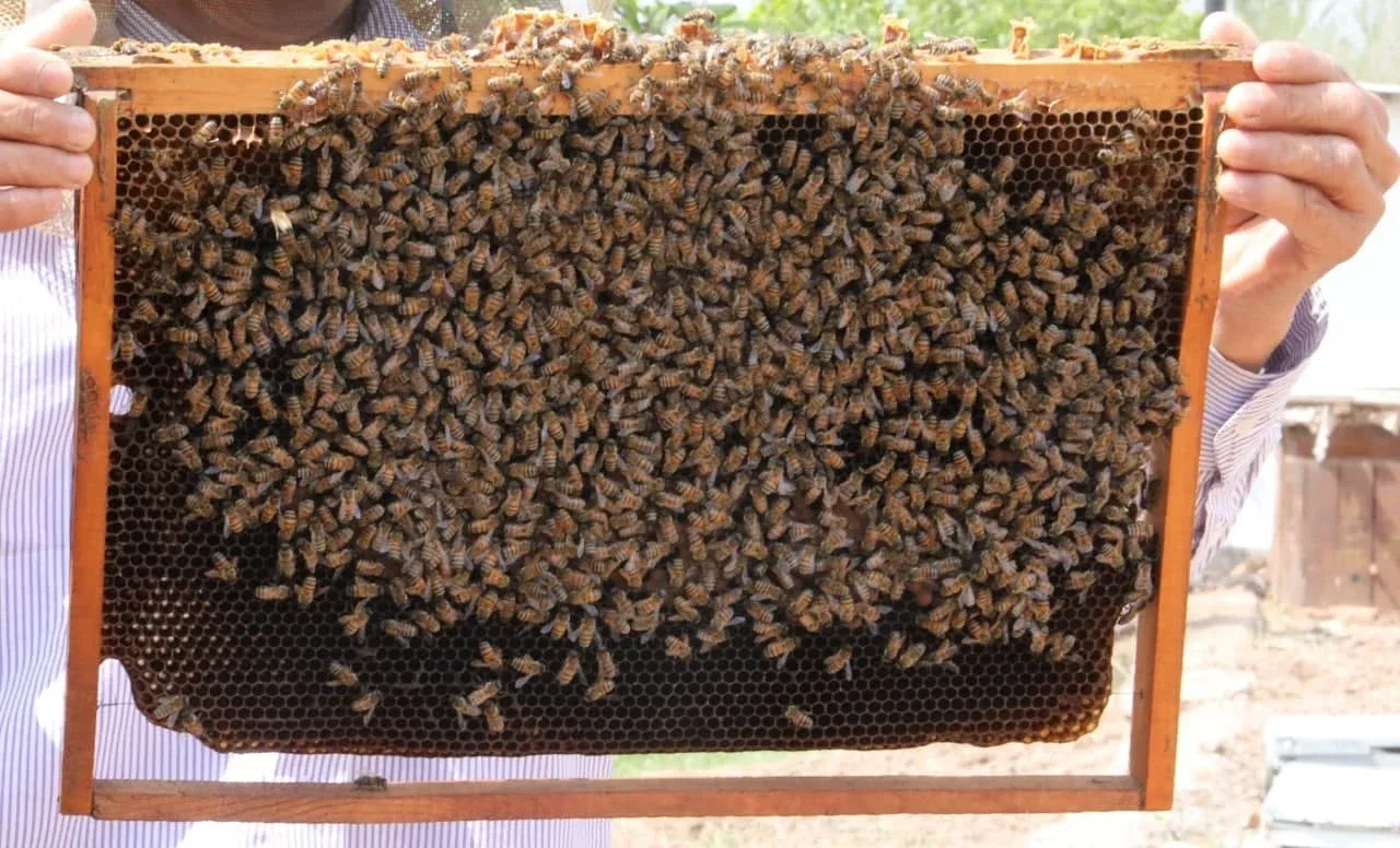 Scientists Discover Miraculous Substance in Bee Venom: Unexpected Revolution in Oncology