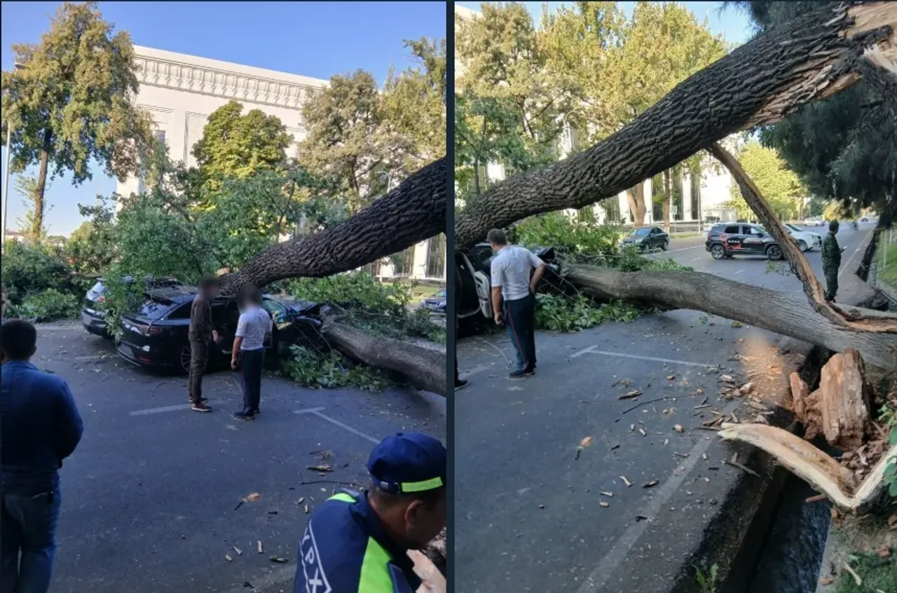 Large tree falls on cars in the capital: First details from the scene