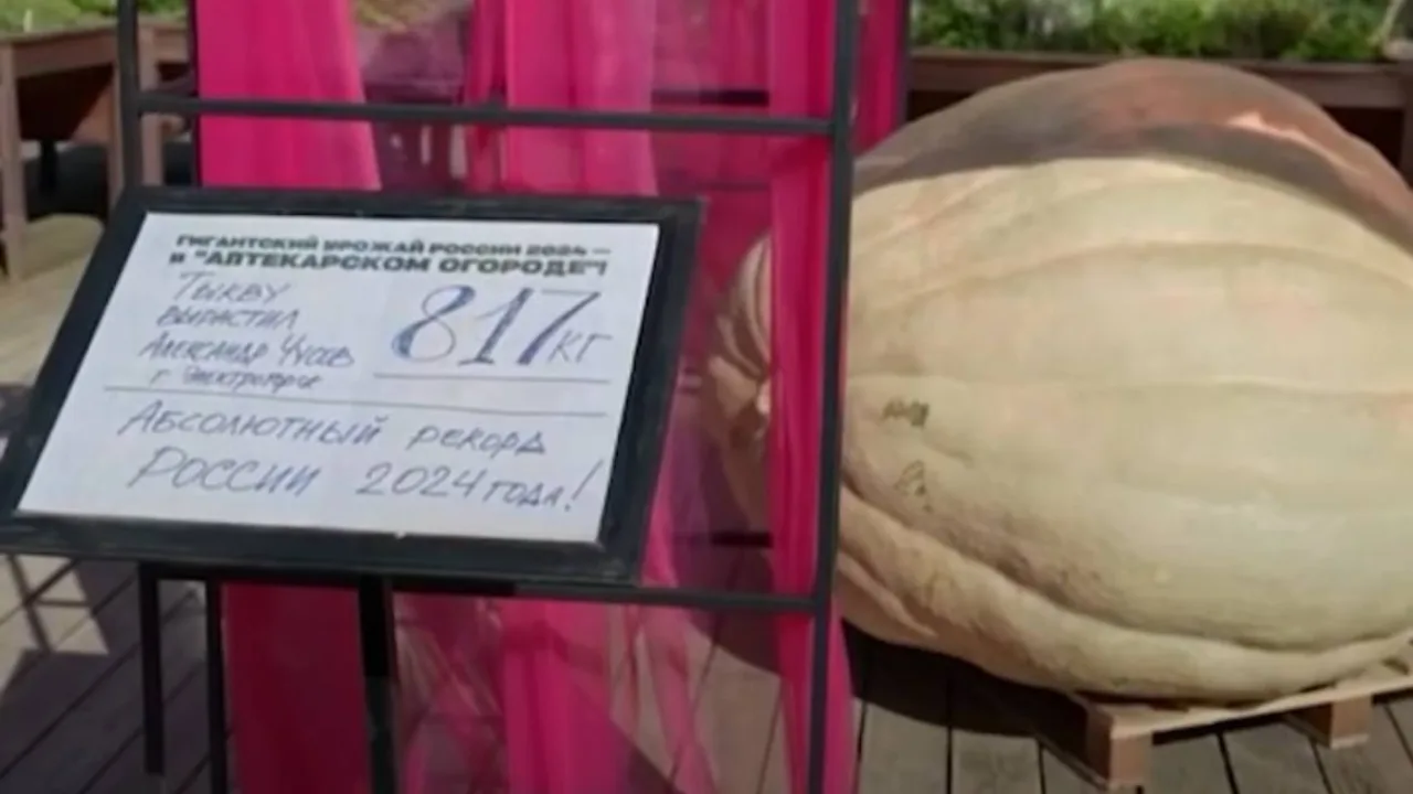 The 817 kg giant pumpkin and an information board next to it.
