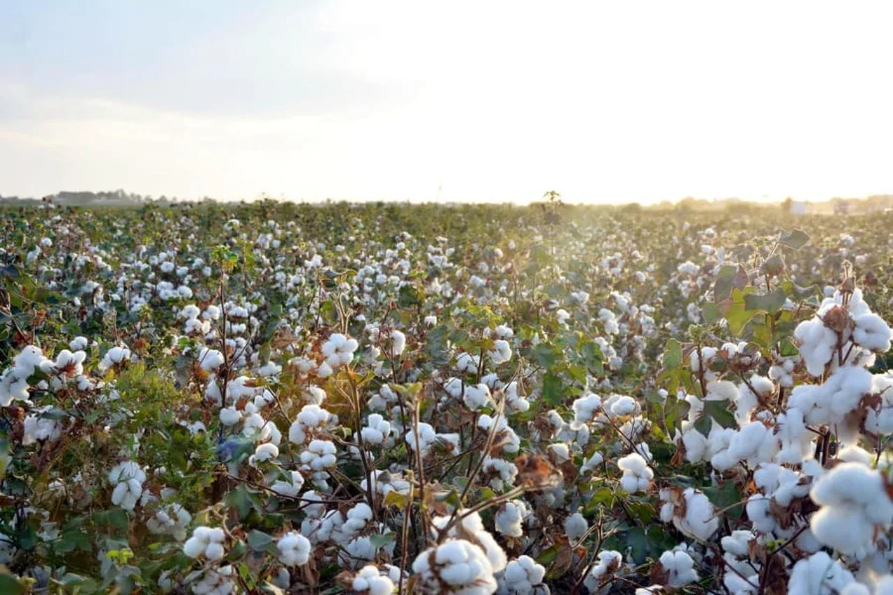 In the 2026 cotton season, 2,000 soums will be paid for manual picking