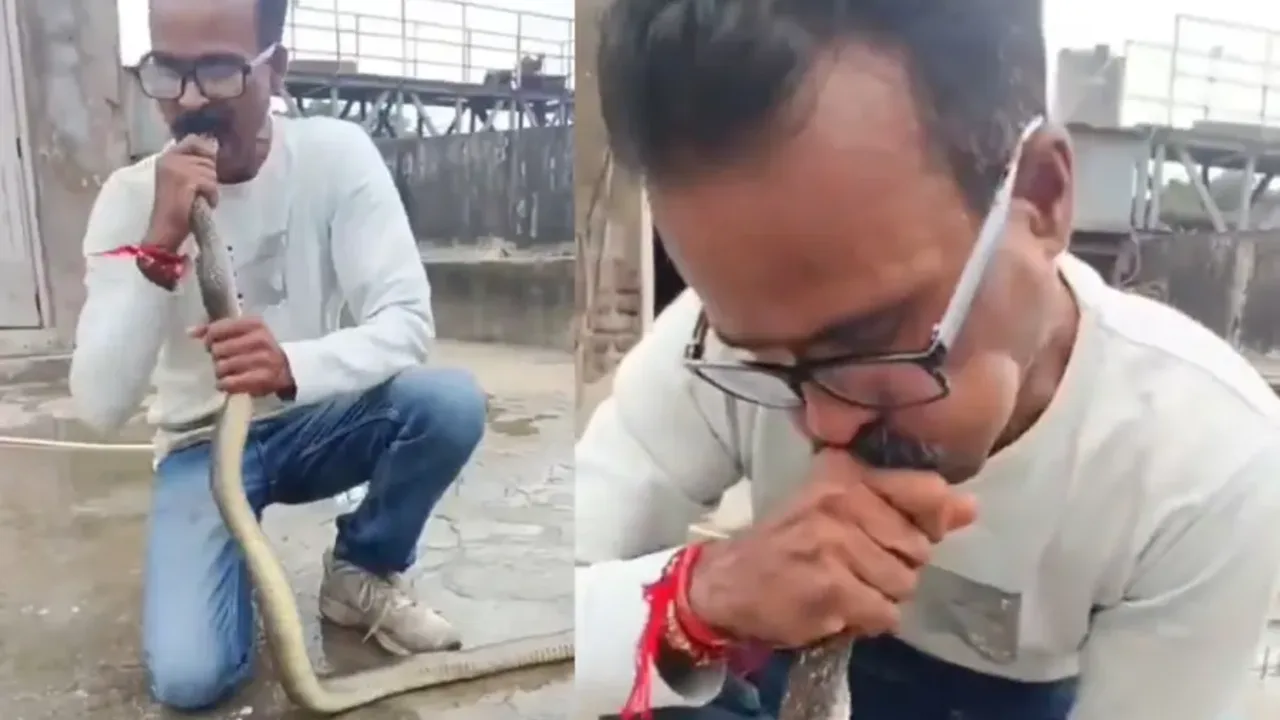 Hushsiz ilonga sun’iy nafas berib qutqargan erkak hammani hayratda qoldirdi