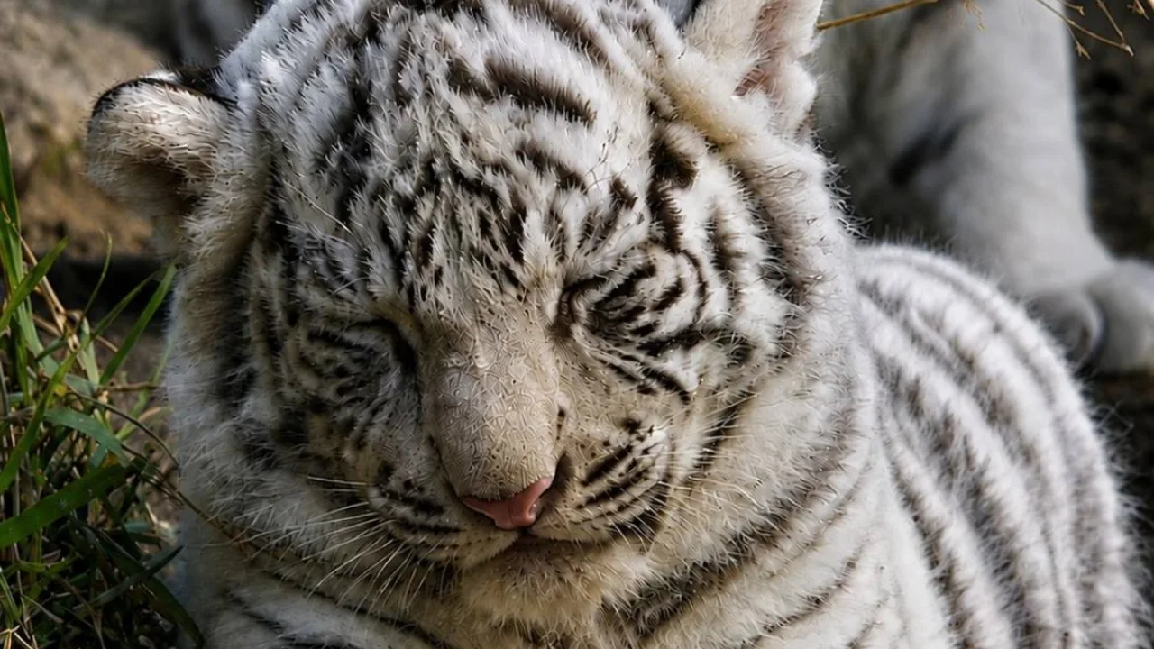 Warum schläft dieses Tigerbaby 20 Stunden am Tag? Der Schlaf eines weißen Tigerbabys erobert das Internet