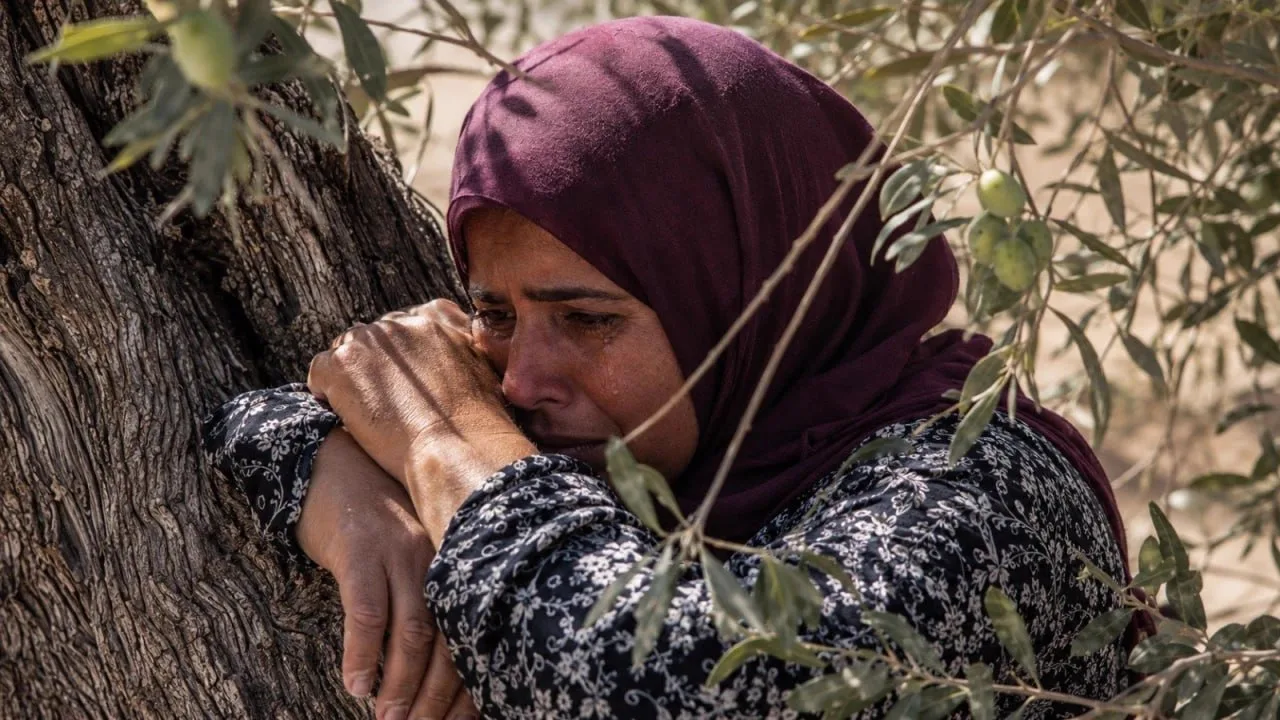 Falastinlik ayolning so‘nggi quchog‘i: zaytun daraxti ortidagi og‘ir taqdir