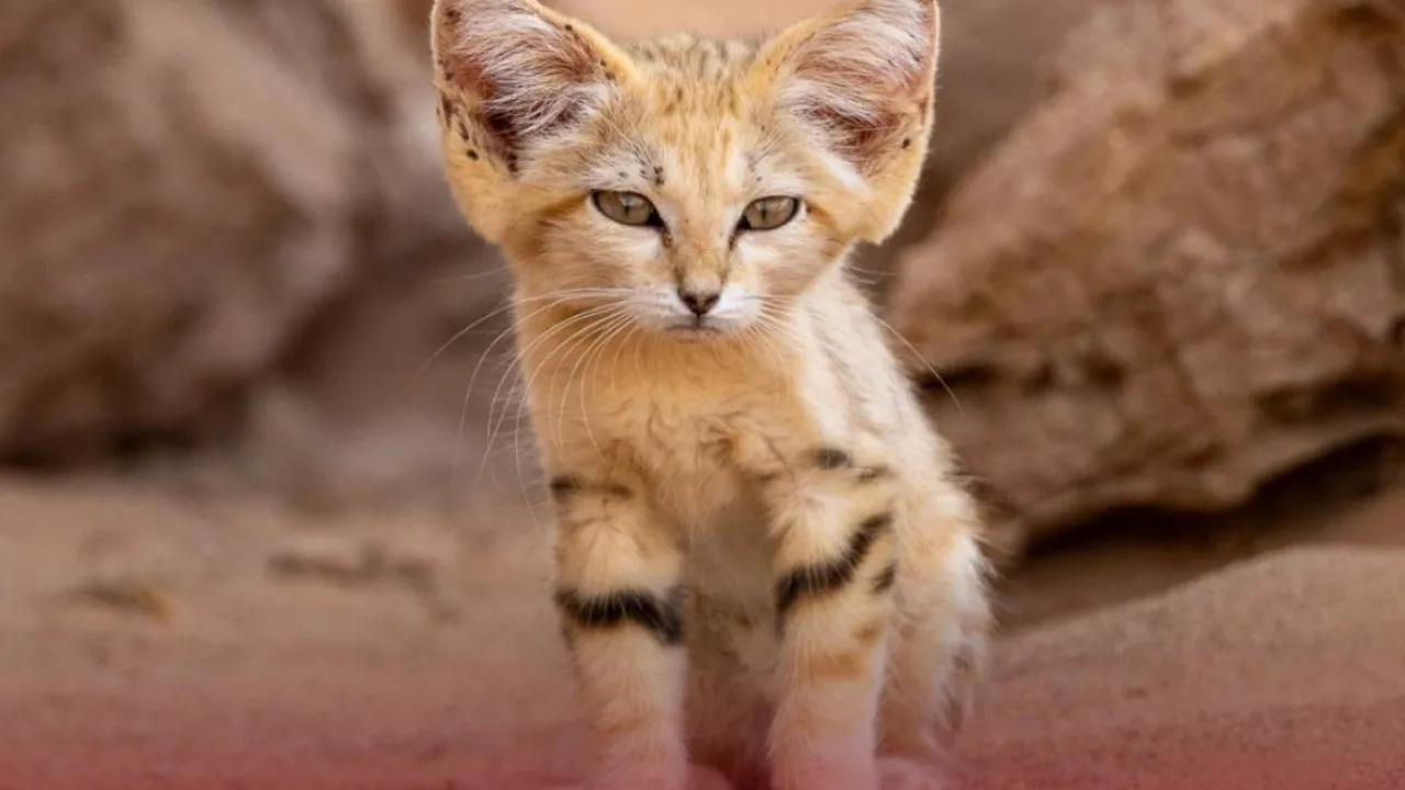 Unexpected encounter in the heart of the desert: Rare sand cat kitten captured on camera in Morocco