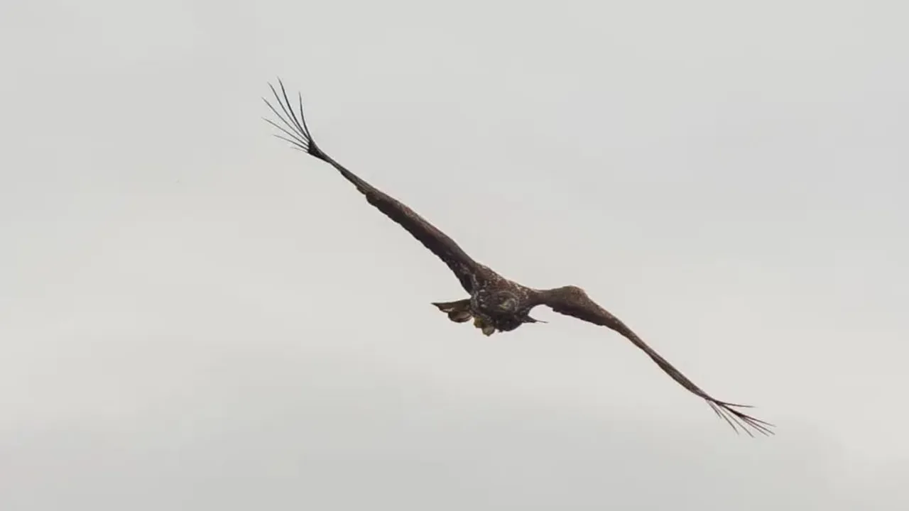 Eagle expected to die found alive after three years