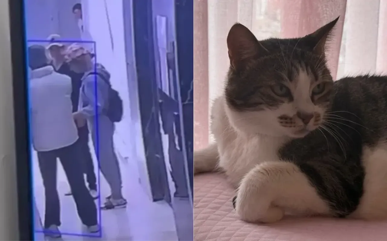 Cat prevents four burglars from entering a house for 45 minutes