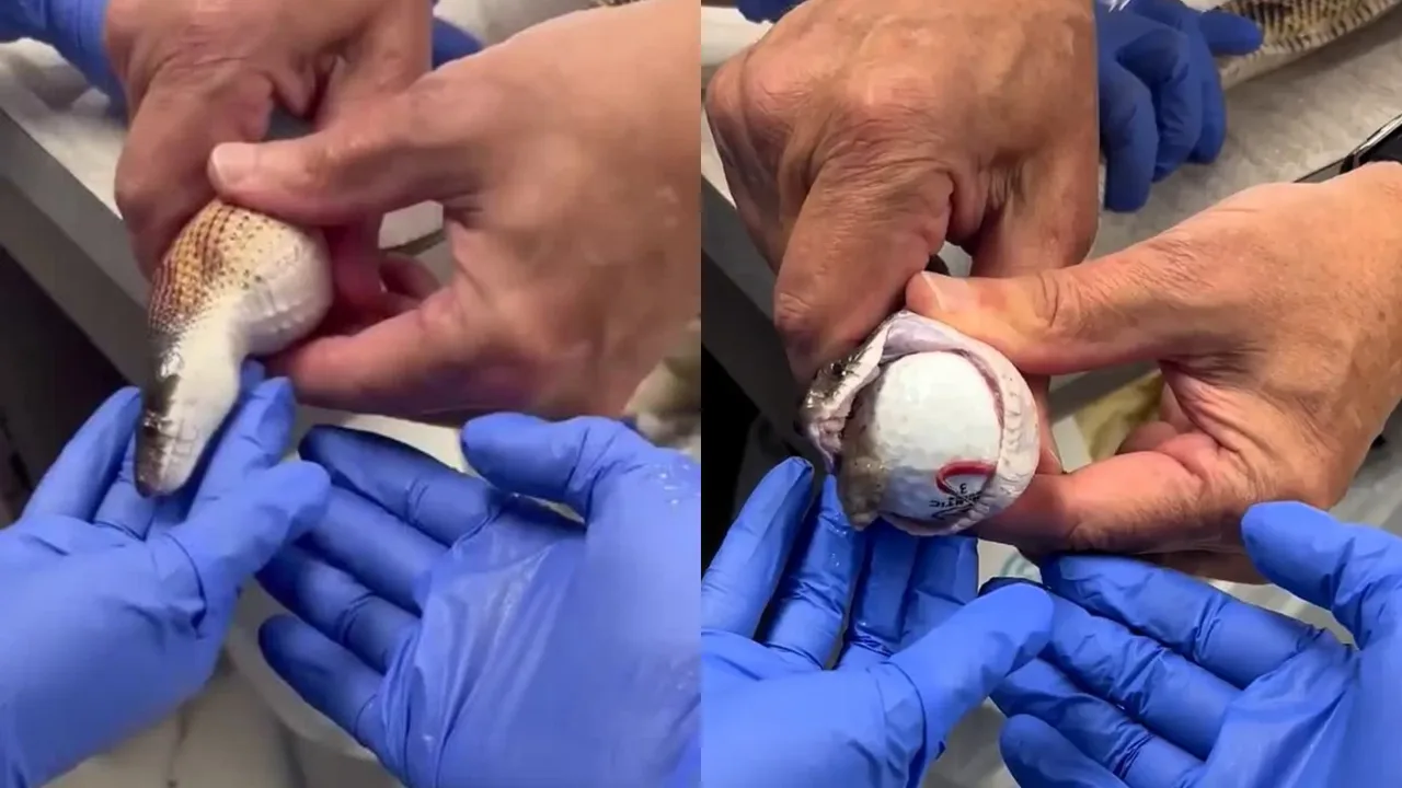 A snake swallowed three golf balls