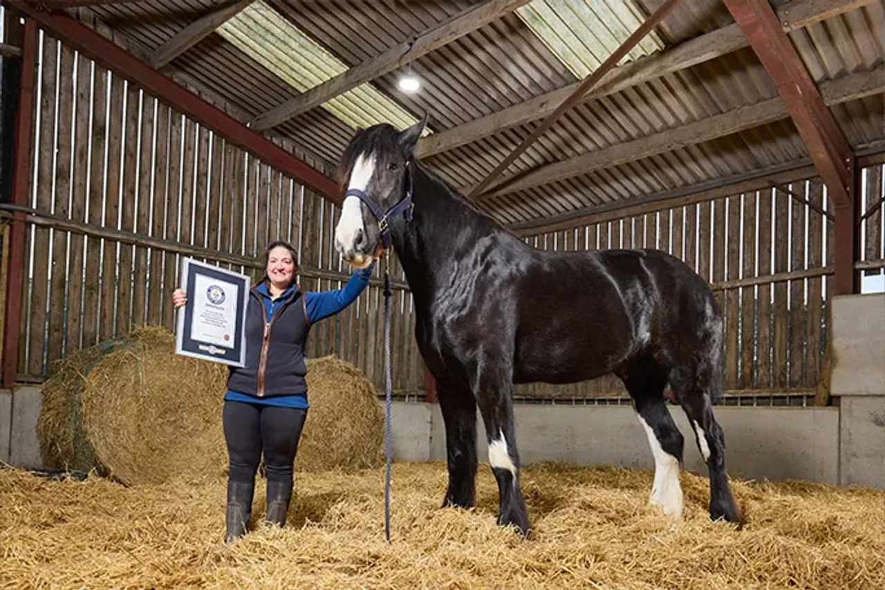 Hugo is the tallest living horse in the world!