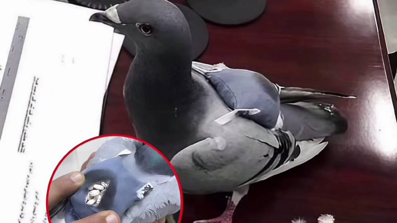 Drug-carrying pigeon: Thai police catch unusual "courier"