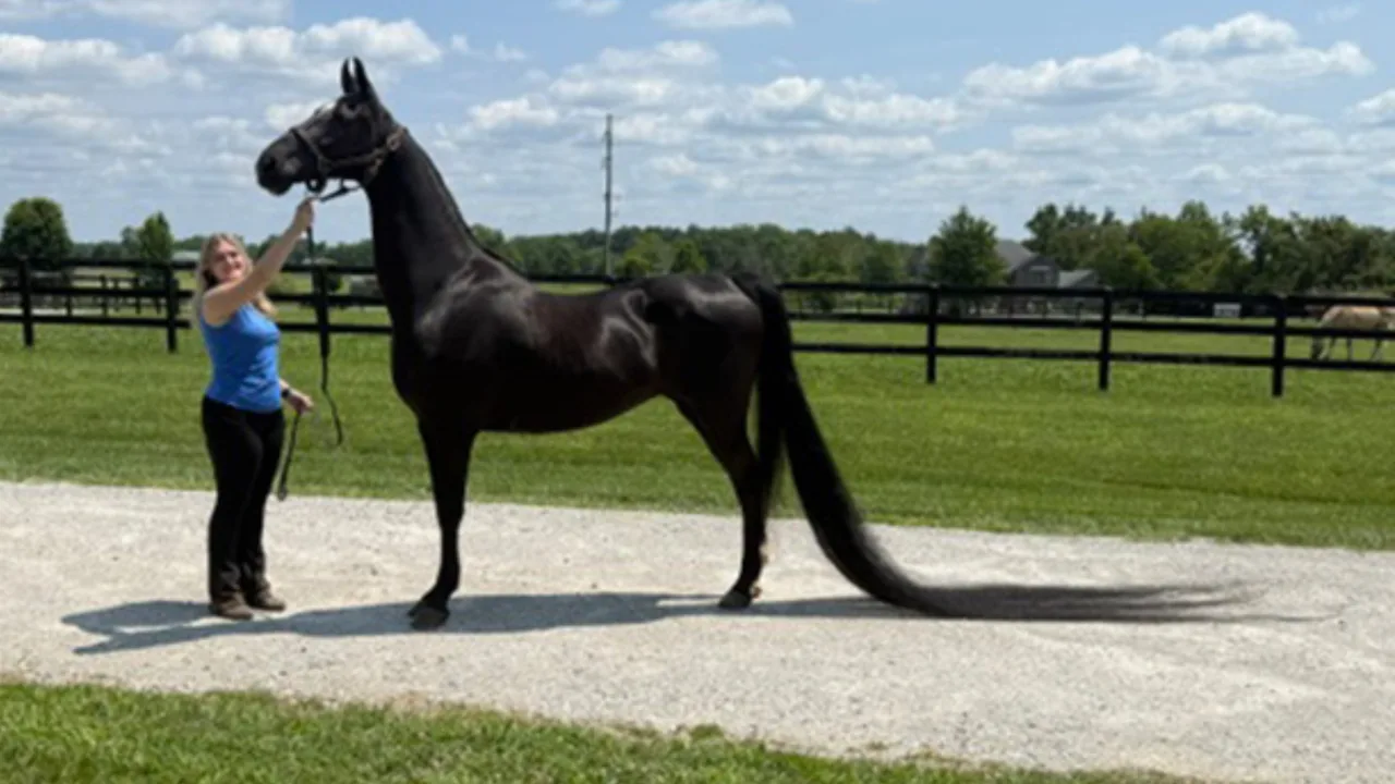 412-centimeter tail: The Rapunzel among horses identified