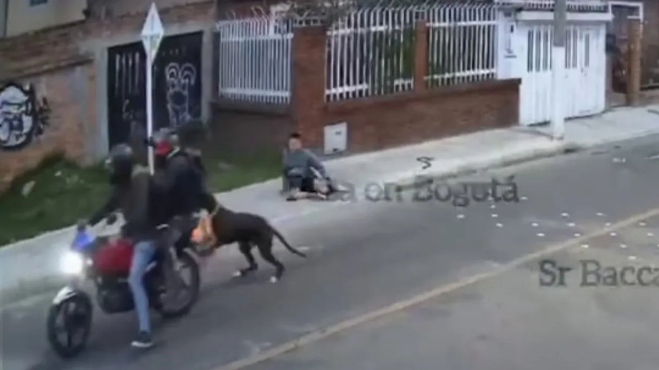 Kolumbiyada it egasini bosqinchidan himoya qildi