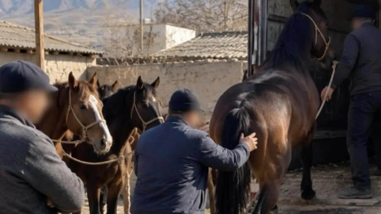In Kashkadarya, two men bought horses and livestock on credit, causing billions of soms in damage