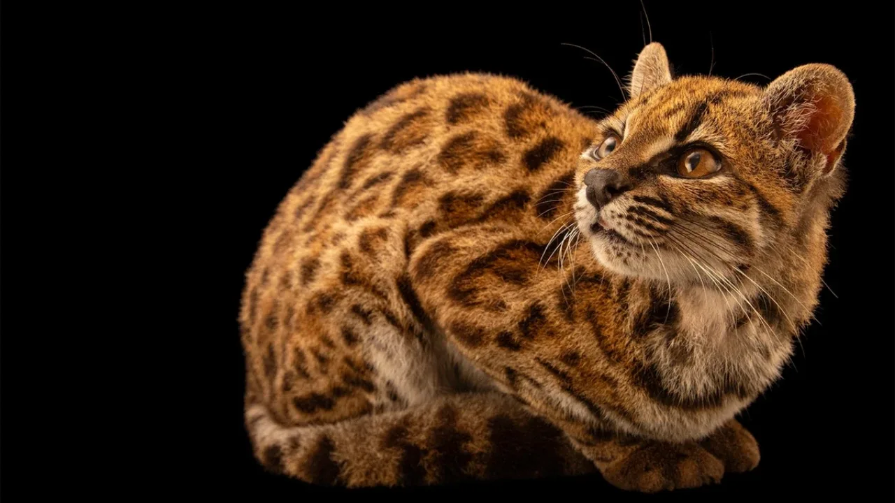 New cat species discovered in the mountains of Bolivia — A sensation of the century in the world of zoology!