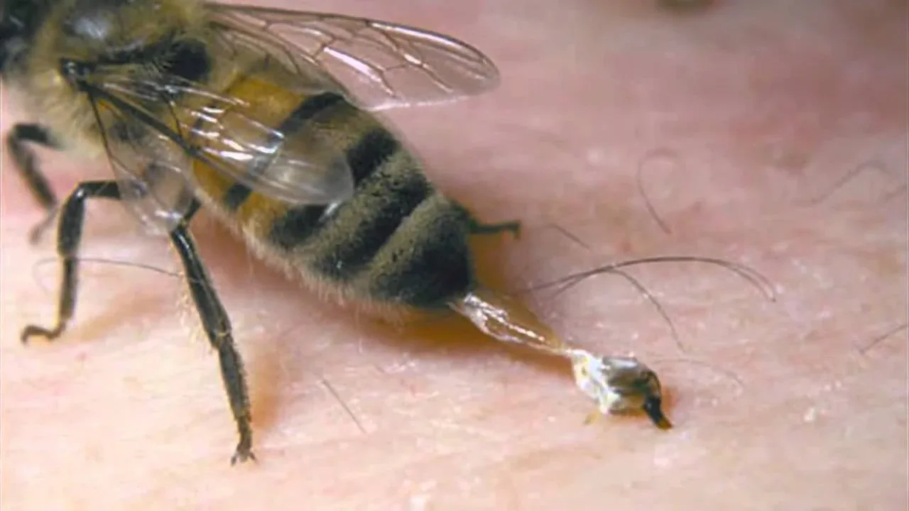 Why does a honeybee die after stinging? There is a fascinating mechanism behind its sting...