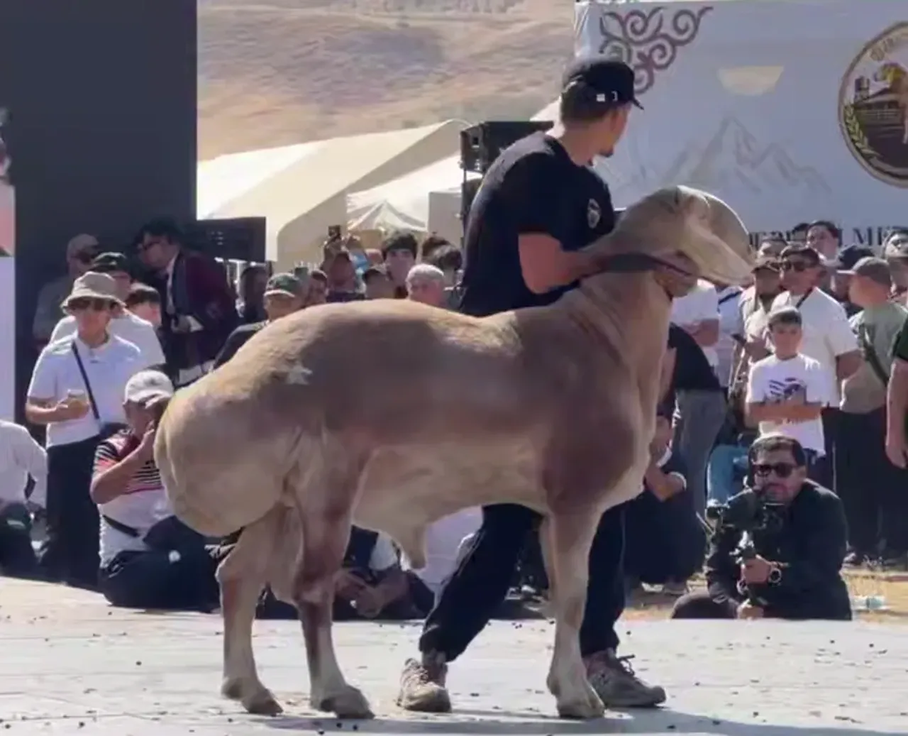 Sensation in Zentralasien: Arashan-Schaf in Kirgisistan für 1 Million Dollar verkauft (Video)
