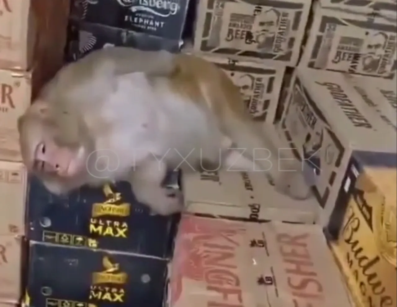 Video of a drunk monkey falling asleep in India takes social media by storm!