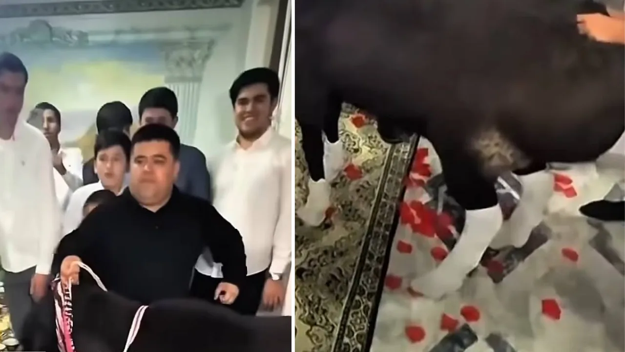 At a wedding, a ram had socks put on its hooves: but another aspect surprised many