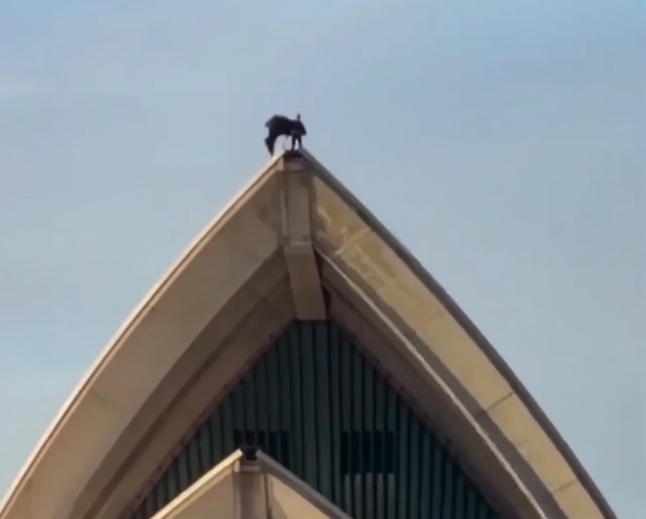 Der Dunkle Ritter: Batman erscheint auf dem Wahrzeichen von Sydney und versetzt die ganze Stadt in Aufruhr