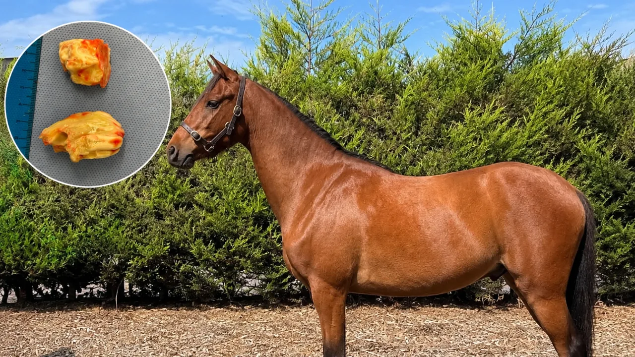 Two teeth found behind horse's skull