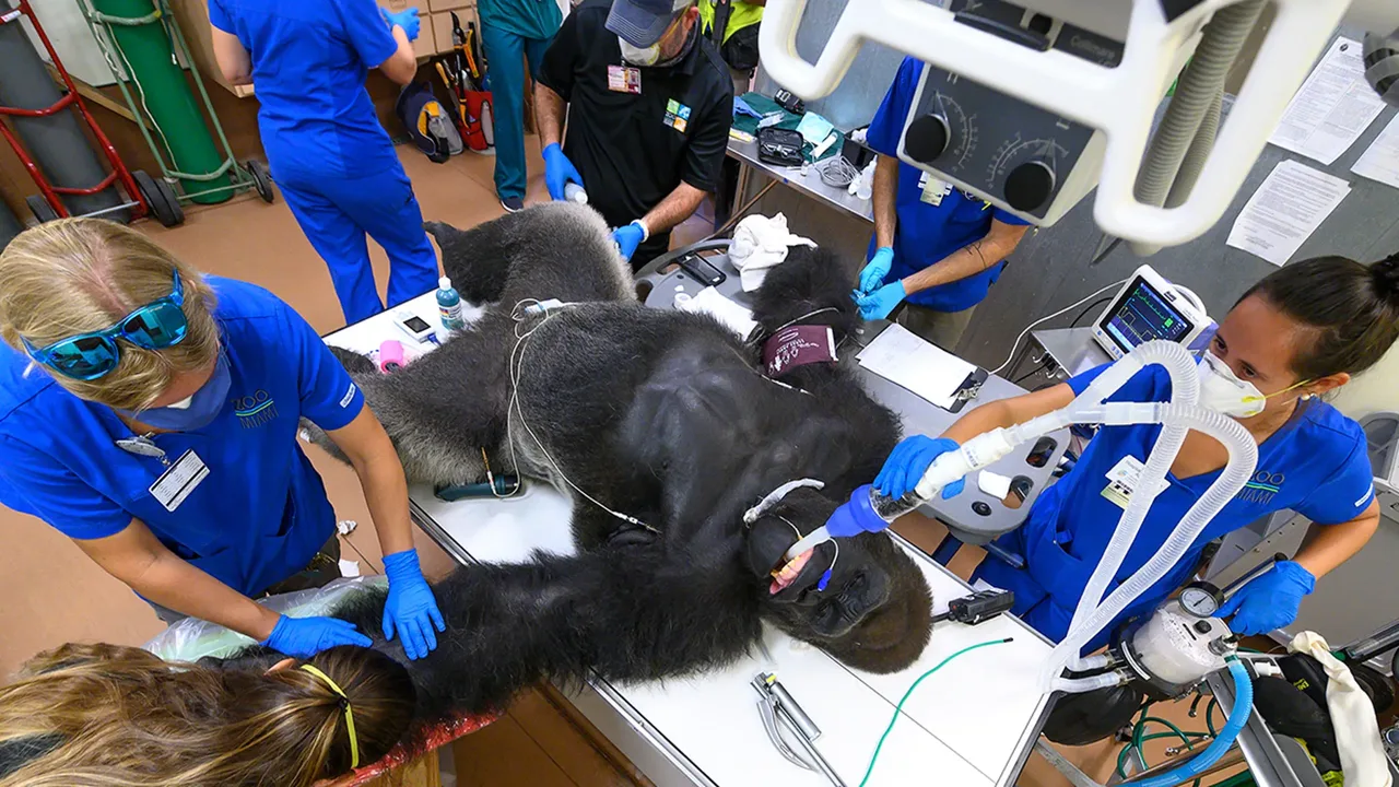 Tibbiy xodimlar guruhi operatsiya stolidagi gorillani ko‘rikdan o‘tkazmoqda.