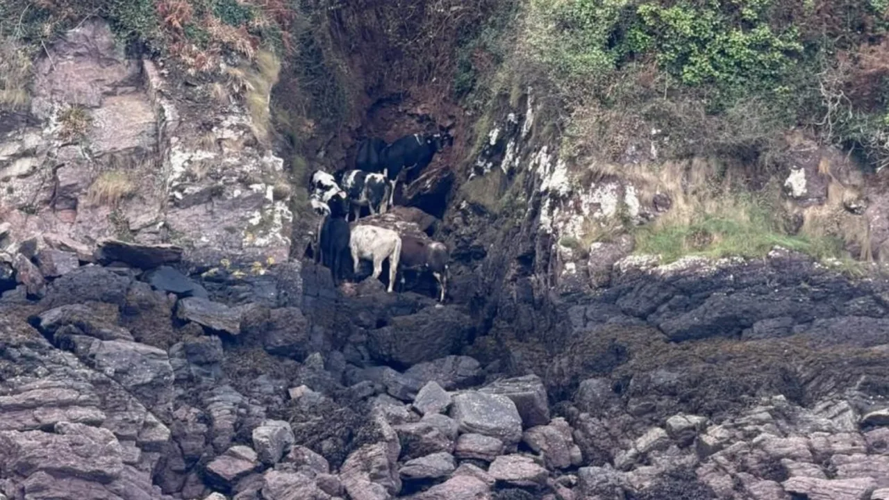 Bir guruh sigir tik qoyali va toshloq qirg‘oq bo‘yida turibdi.