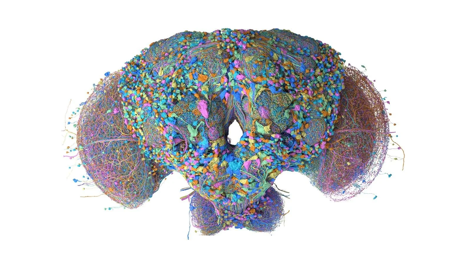 Google Research scientists have fully mapped the fruit fly brain
