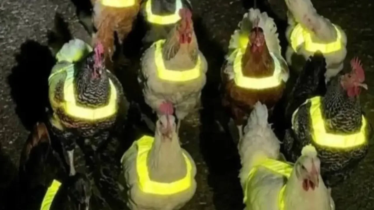 Unas gallinas con chalecos reflectantes en España causan pánico entre los vecinos