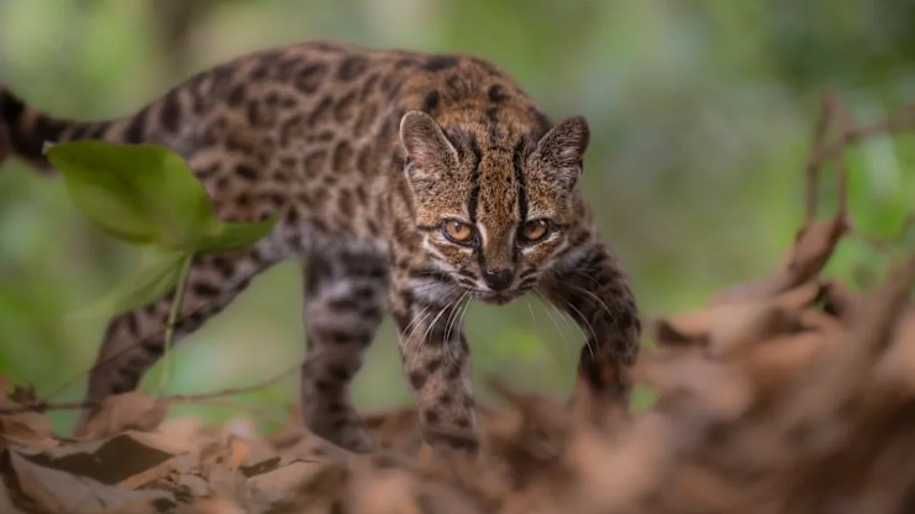 Neue Wildkatzenart nach einem Jahrhundert in Bolivien entdeckt