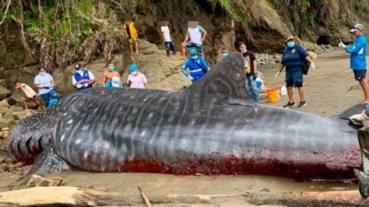 A massive 6-meter whale shark dies off the coast of Colombia