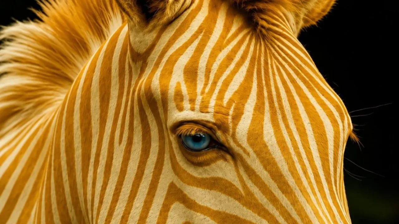 Zoe, the world's only golden zebra, dies at age 19