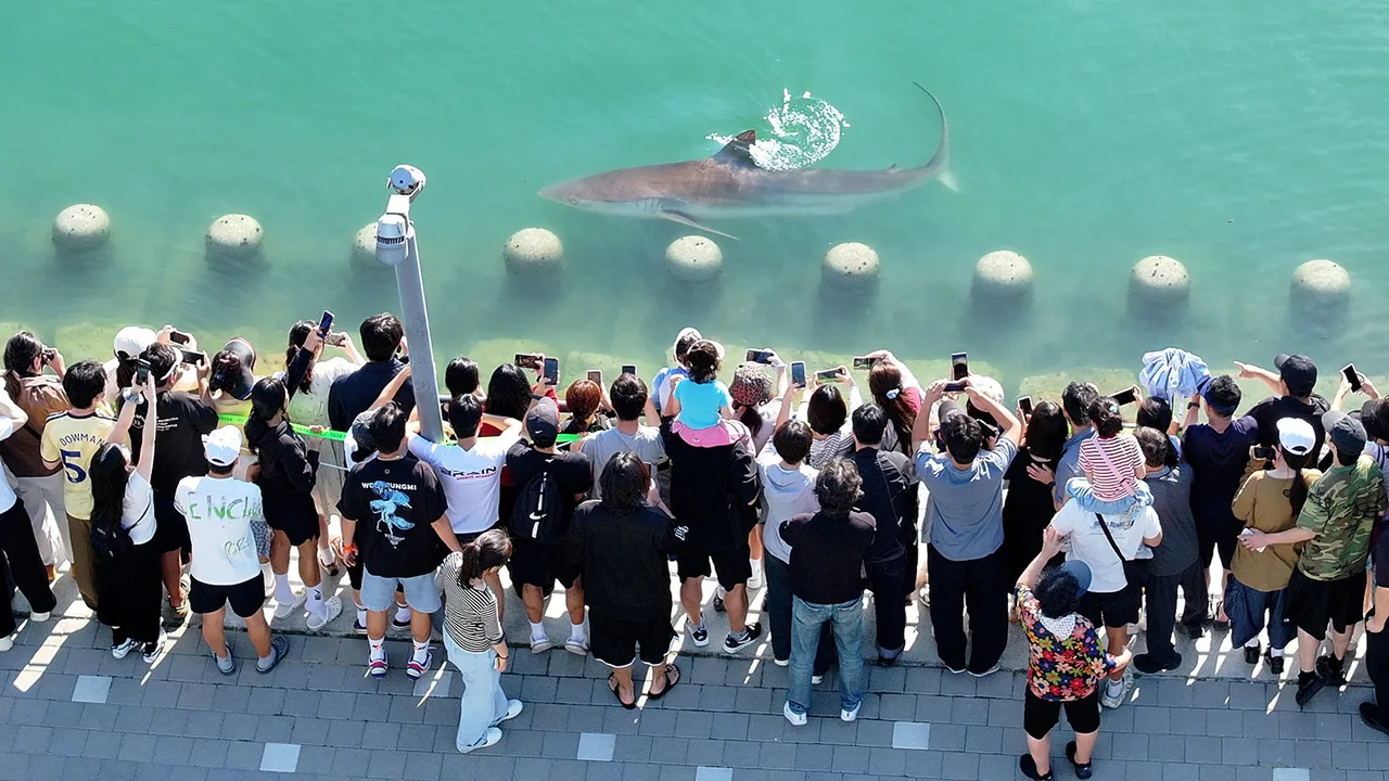 Un tiburón de 3,5 metros queda atrapado en un canal en Corea del Sur (video)
