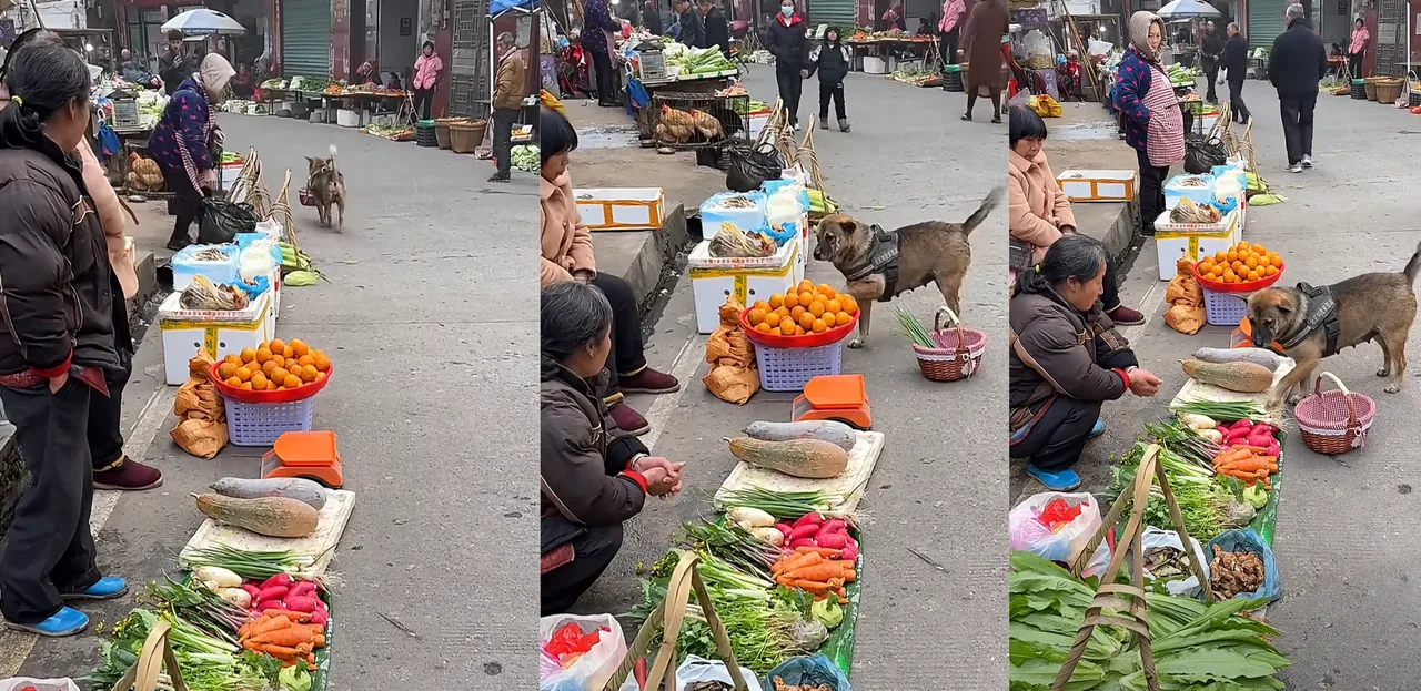 Smart dog going to the market on its own amazes social media (video)