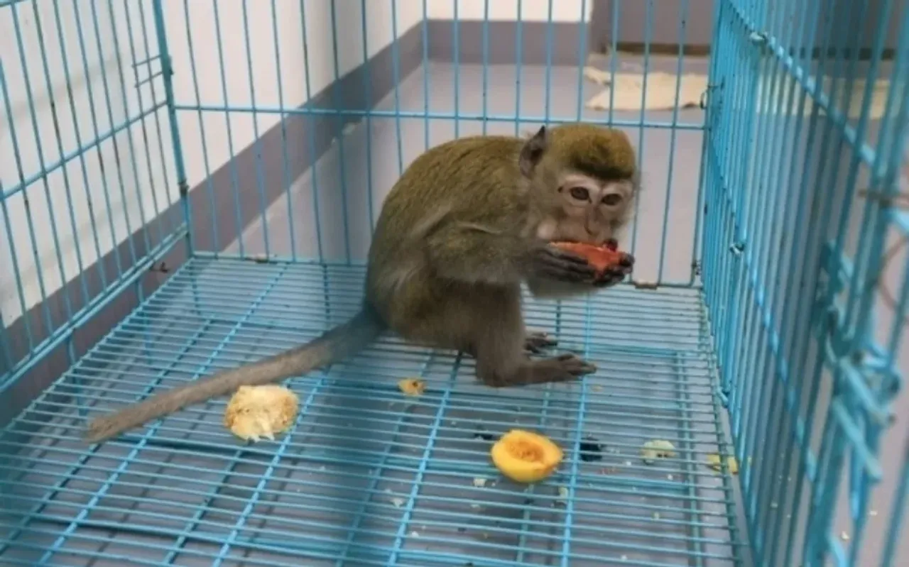 A monkey was found in the basement of a computer club in Tashkent