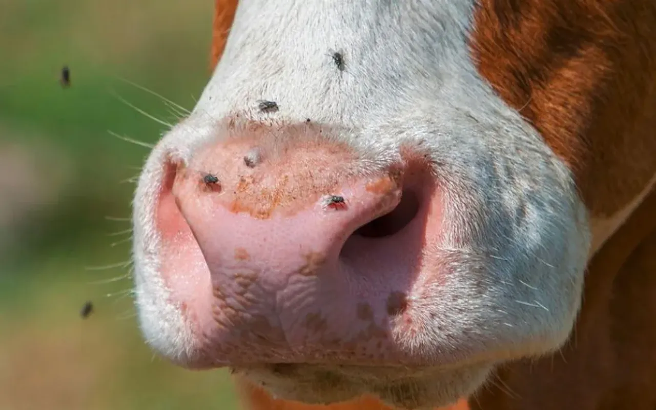 Animal virus detected in a human for the first time