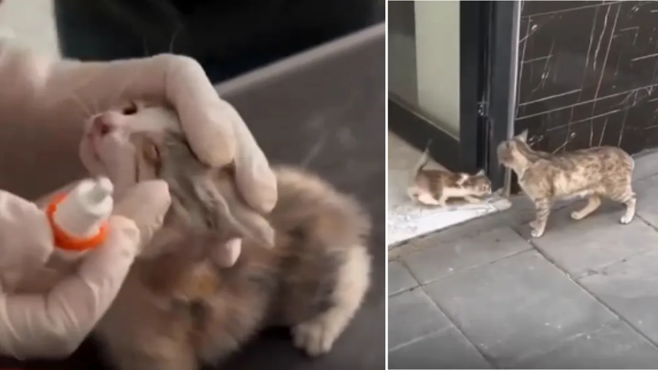 Oq-jigarrang mushukcha veterinar ko‘rigidan o‘tkazilmoqda.