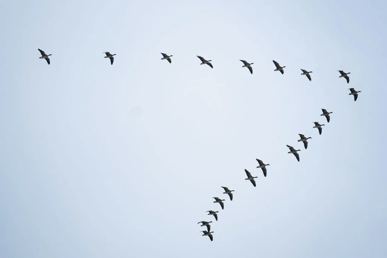 Warum fliegen Gänse in einer V-Formation? Das Geheimnis dahinter