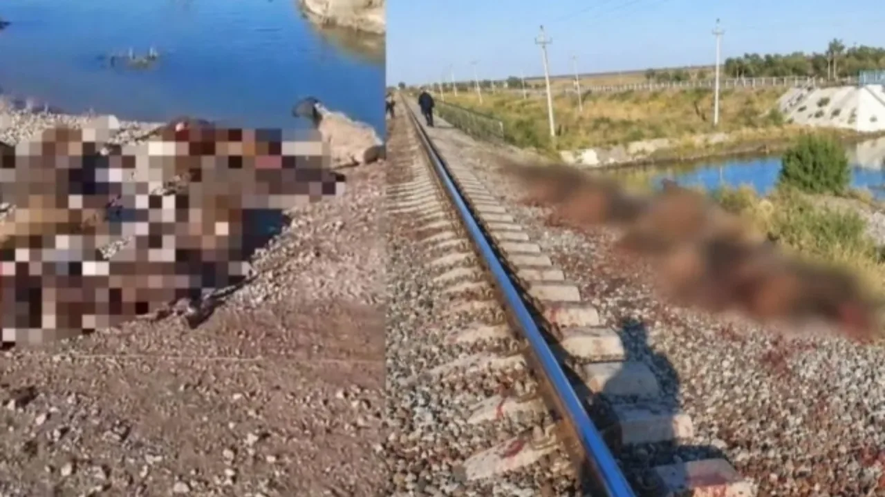 In Zhambyl, a train hit 70 sheep: the owner was punished
